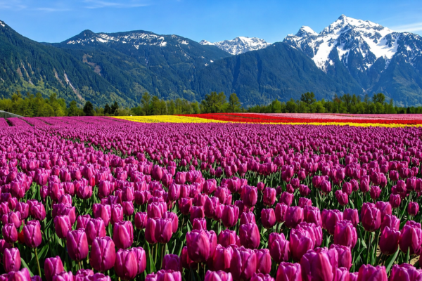 Kashmir Tulip Festival Tour