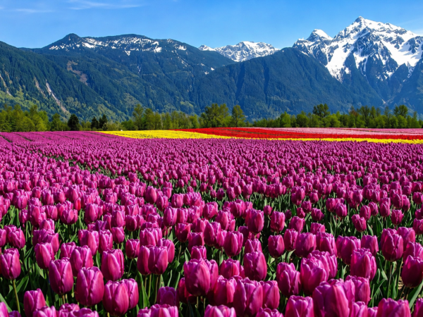 Kashmir Tulip Festival Tour