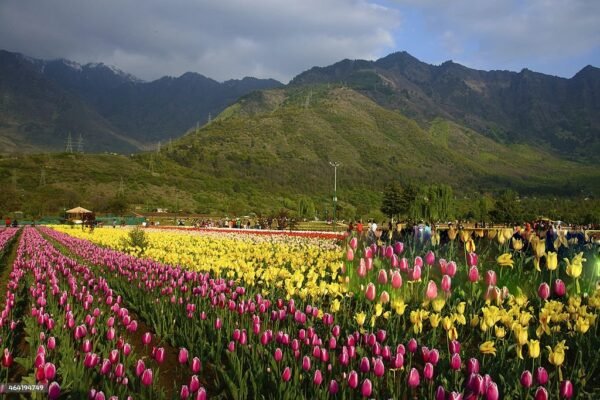 Kashmir Tulip Special Package