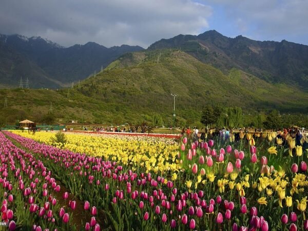 Kashmir Tulip Special Package