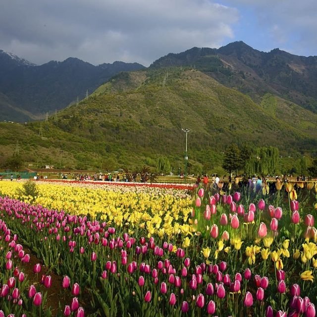 Kashmir Tulip Special Package