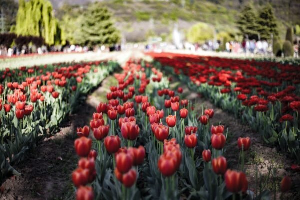 Tulip Garden Tour Package