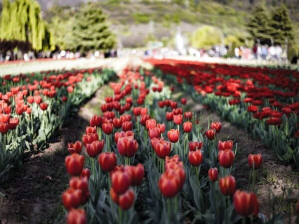 Tulip Garden Tour Package
