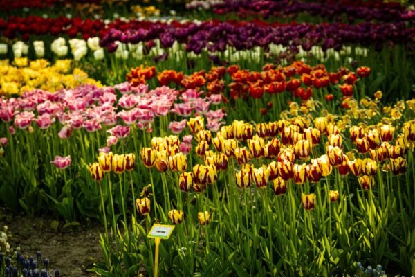 Srinagar Tulip Garden Day Tour