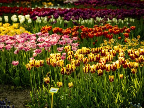 Srinagar Tulip Garden Day Tour