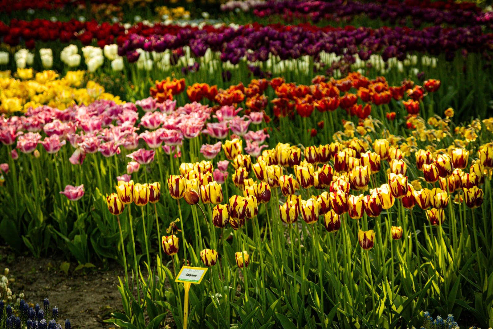 Tulip Garden